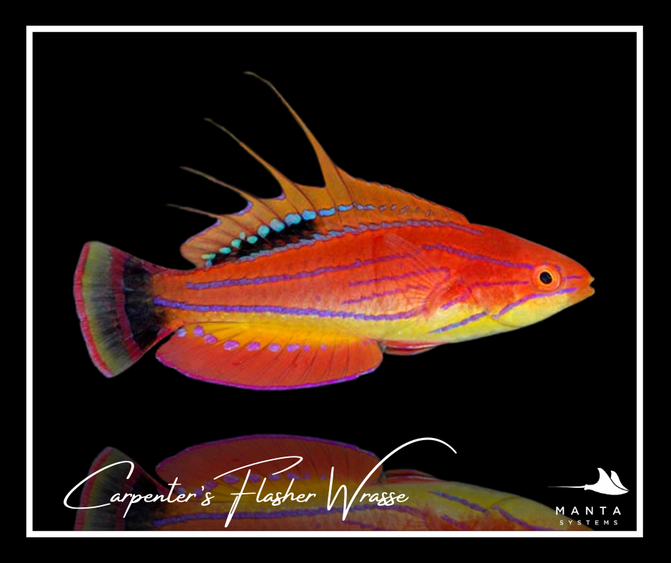 Carpenter's Flasher Wrasse